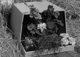 Photograph by Gwen Bell. Courtesy of the Computer History Museum. A black-and-white photo of an old Community Memory terminal with flowers planted in the spot where the keyboard should be, pleasant and surreal. <